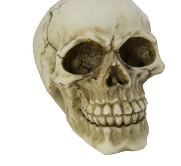 istock model of human skull grinding 935990424