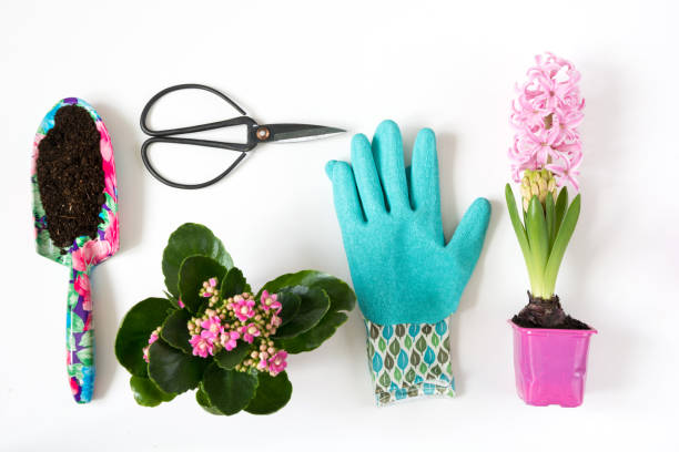 Gardening spring concept with pink calanchoe and hyacinth and tools on white board. Flat lay. Gardening spring concept with pink calanchoe and hyacinth and tools on white board. Flat lay. Top view. calanchoe stock pictures, royalty-free photos & images