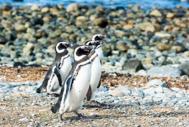 istock Four Magellanic penguins on Magdalena island in Chile 935991742