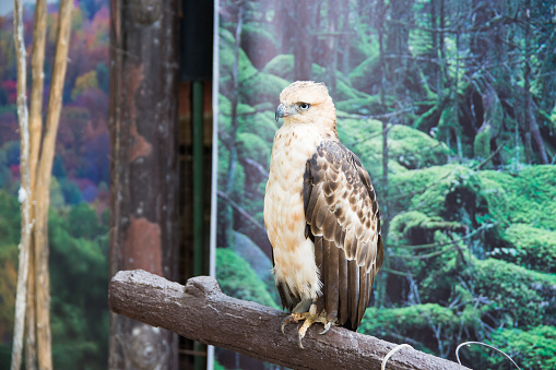 a young Philippine Eagle inside the zoo for people to see