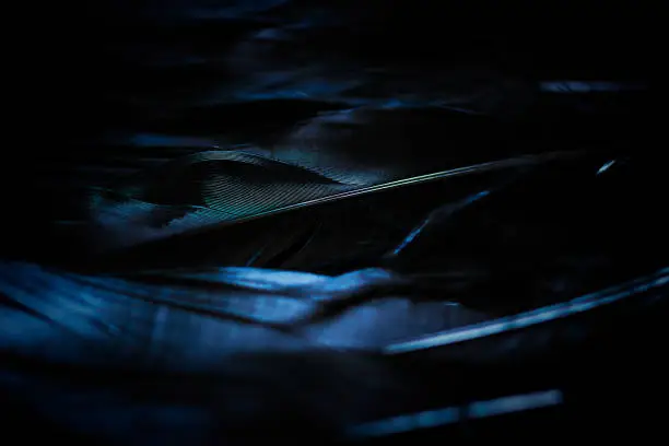 Photo of Black feathers laying on a flat surface, light reflecting colors on them