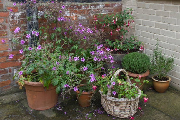 Arrangement of potted plants in shady corner of English  cottage garden.
