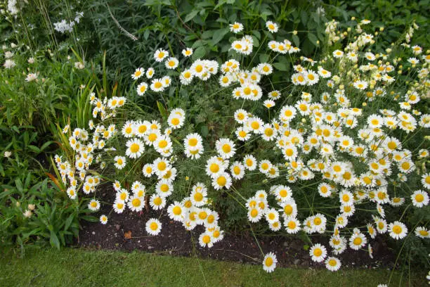 Lovely  daisies in English summer flower border.