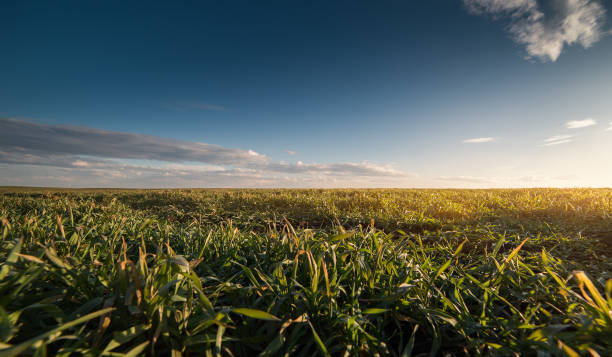 istock Agricultural landscape, arable crop field 936004198