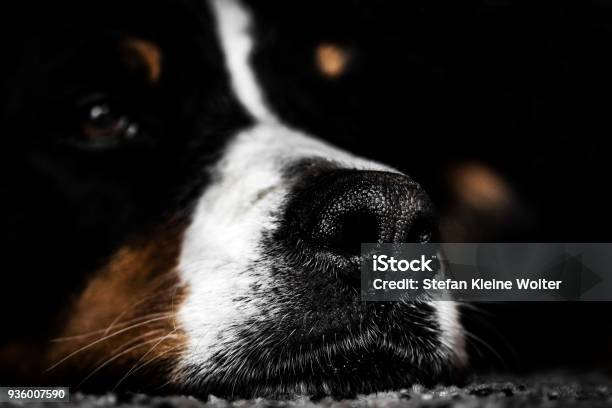 Berner Sennen Hund Stockfoto und mehr Bilder von Auge - Auge, Berner Alpen, Berner Sennenhund