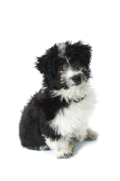 istock furry little adorable puppy looking at camera 936007880