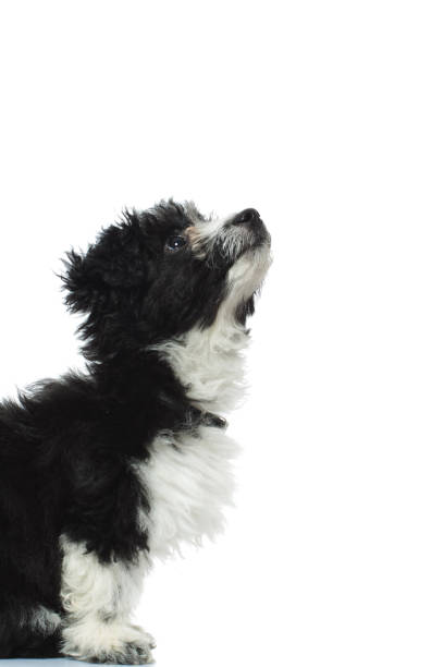 istock side view of a curious puppy looking up 936007930