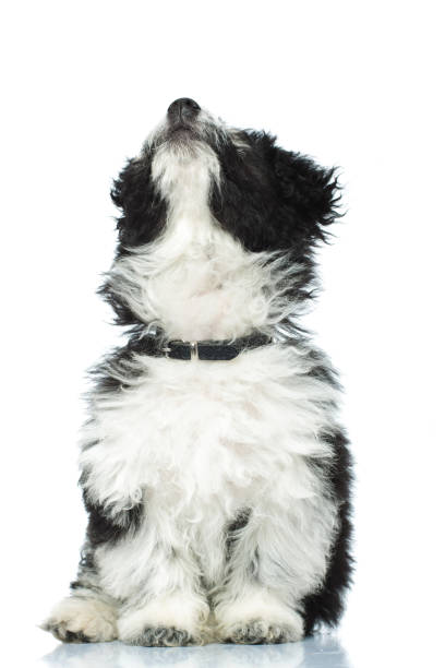 istock adorable sitting puppy looks up 936007960