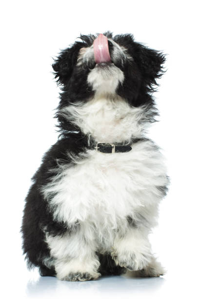 happy bichon havanese licking his nose and looking up while sitting on a white background