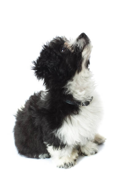 istock cute bichon havanese with black collar looks up 936008126