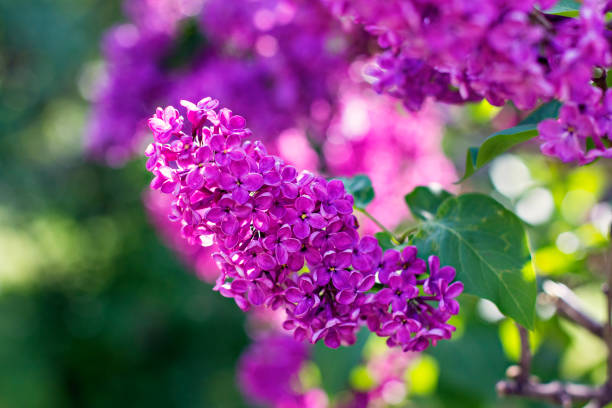 istock flowers of lilac tree at spring 936008276