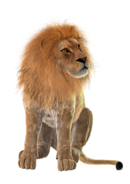 istock 3D rendering big cat male lion on white 936008760