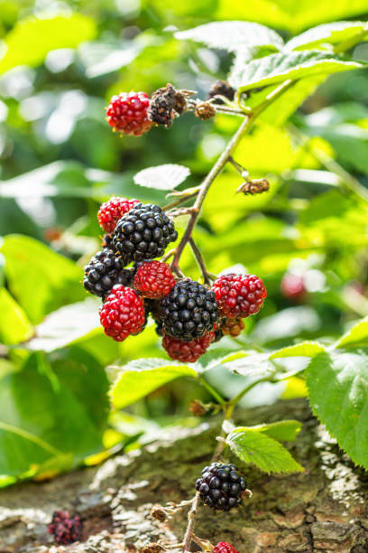 Blackberry fruit bunch stock photo