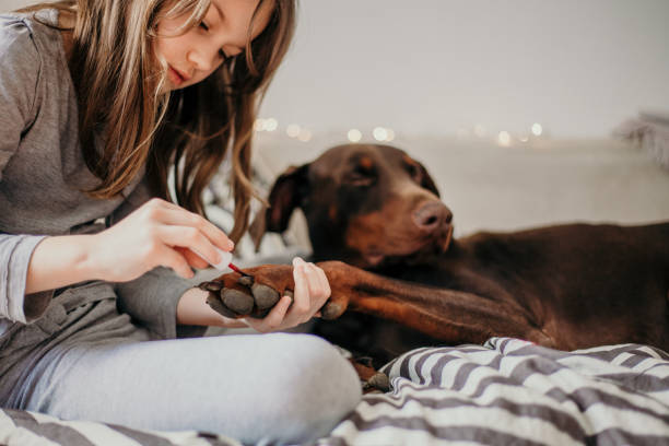 niña haciendo uñas de su perro - vet dog teenager puppy fotografías e imágenes de stock