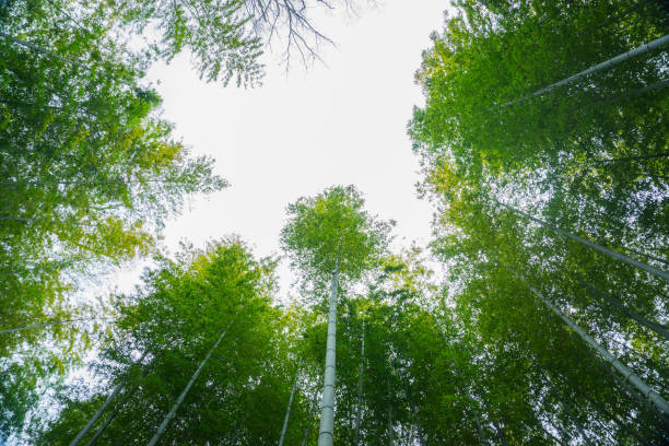 istock Bamboo Forest in Shizuoka 936015422