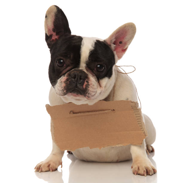 istock adorable puppy with funny ears wearing a cardboard 936016834