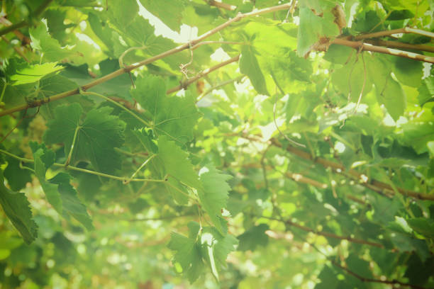 istock Vineyard landscape with ripe grapes at sun light. 936023272