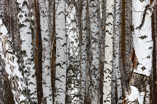 Trunks of birch