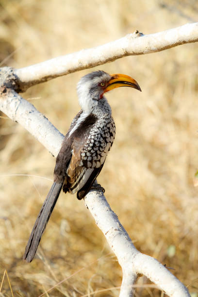 istock African Hornbill bird sitting on a tree branch 936032560