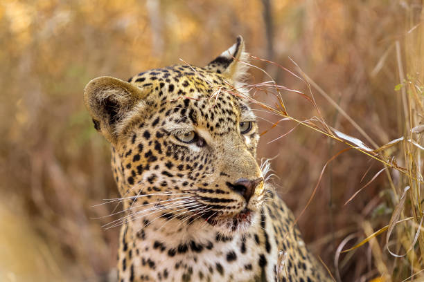 istock Close-up of an African Leopard hiding in long grass 936037384