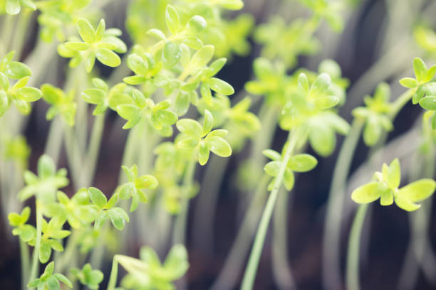 istock Watercress sprouts. Spring herbs. Gardening. 936044220