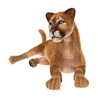 3d Rendering Big Cat Puma On White Stock Photo - Download Image Now - Animal, Animal Wildlife, Digitally Generated Image - iStock 3d Rendering Big Cat Puma On White Stock Photo - Download Image Now - Animal, Animal Wildlife, Digitally Generated Image - iStock