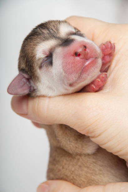 istock Newborn Husky puppy dog 936069112
