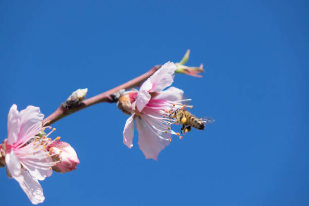 istock Honey Bee On Almond Flower 936077770
