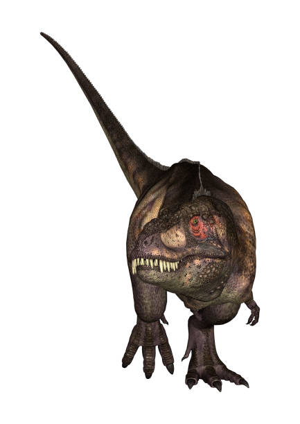istock 3D Illustration tyrannosaurus on white 936078862