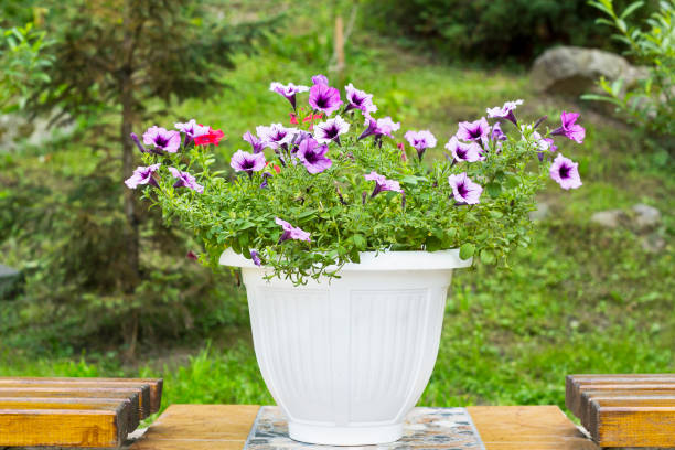 istock Violet flowers Petunia in pot in summer park 936079094