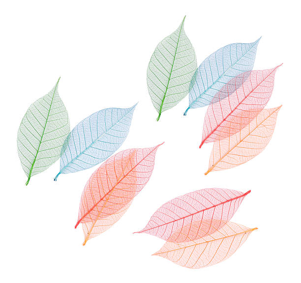 istock Real leaf with detail vein and various colors 93607916