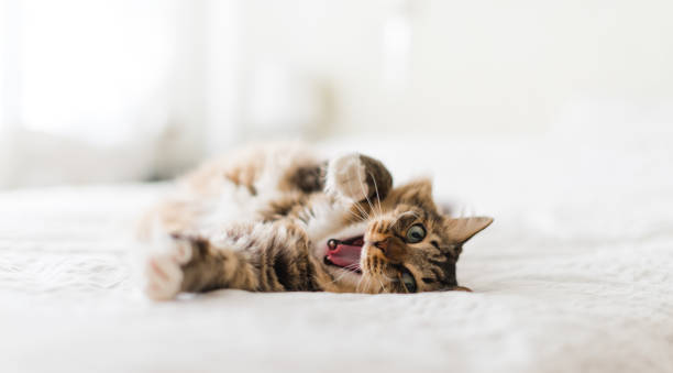 Cat yawning with mouth wide open and shows fangs stock photo