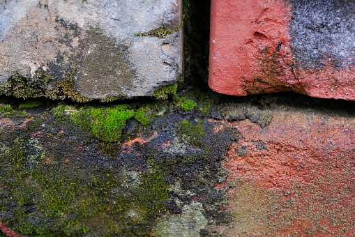 Closeup of bricks covered in moss and wet with rainwater.
