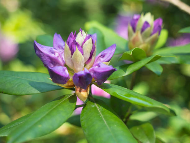 istock Violet Rhododendron flowers in the garden 936087500