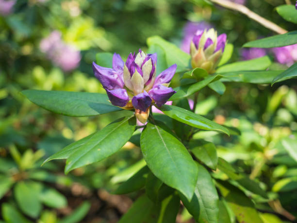 istock Violet Rhododendron flowers in the garden 936087526