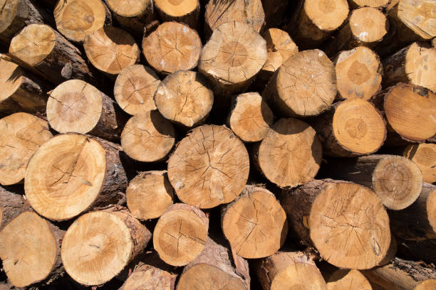 istock stacked wooden logs background 936087558