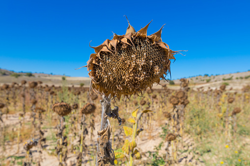 closeup of field of dry or withered sunflower in winter or autumn season, in Castile, Spain, Europe