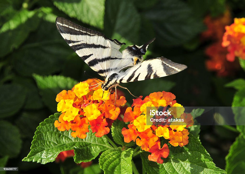 Papillon flux de nectar - Photo de Aile d'animal libre de droits