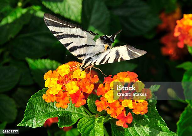Avanzamenti A Farfalla Color Nettare - Fotografie stock e altre immagini di Aiuola - Aiuola, Ala di animale, Ambientazione esterna