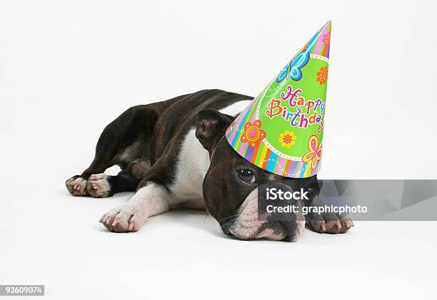 Photo libre de droit de Joyeux Anniversaire banque d'images et plus d'images libres de droit de Anniversaire - Anniversaire, Chien, Mignon