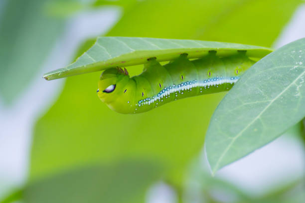 istock green caterpillar eating tropical green leaf 936092808