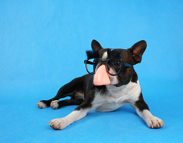groucho dog  groucho marx disguise stock pictures, royalty-free photos & images