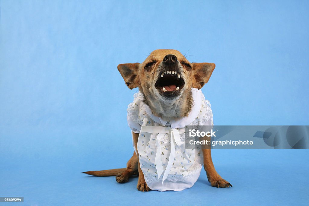 Este vestido fora de mim! - Royalty-free Chihuahua - Raça pura Foto de stock