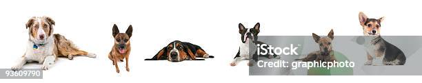 경견 콜라주 개에 대한 스톡 사진 및 기타 이미지 - 개, 보더콜리, 다양