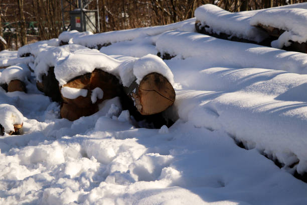 A many logs of wood covered with snow somewhere in the park.