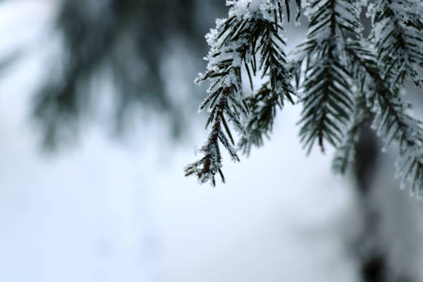 istock A few branches of spruce covered by snow 936098910