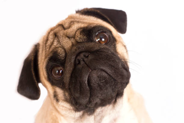 istock The pug dog sits and looks directly into camera. Sad big eyes. 936101210