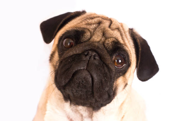 istock The pug dog sits and looks directly into camera. Sad big eyes. 936101832