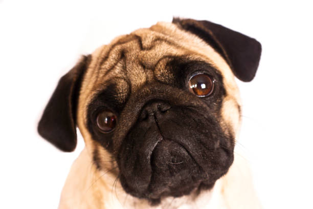istock The pug dog sits and looks directly into camera. Sad big eyes. 936105192