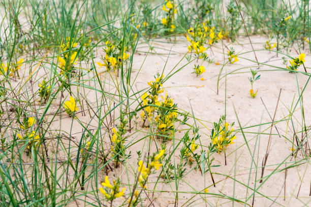 istock Sands of the desert. 936106598